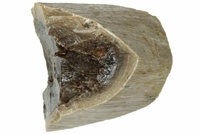 Fossil Tyrannosaur (T rex) Bone Section - Wyoming #313892